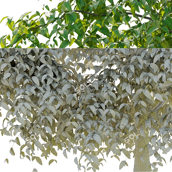 Elegant Elm Tree: Natural Beauty 3D model image 2