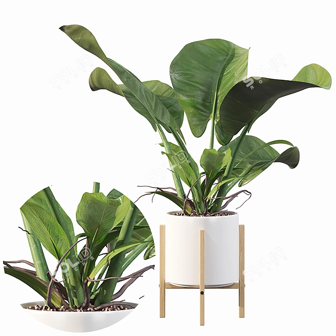 Lush Philodendron Imperial Green 3D model image 5