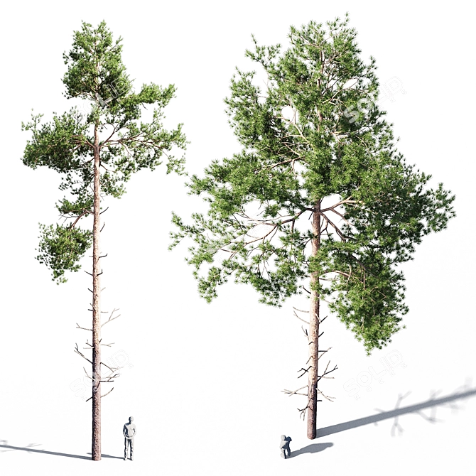 Russian Scots Pine 5-Tiered Polys 3D model image 1