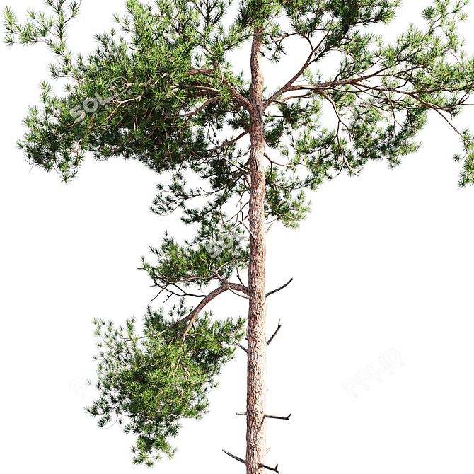 Russian Scots Pine 5-Tiered Polys 3D model image 2