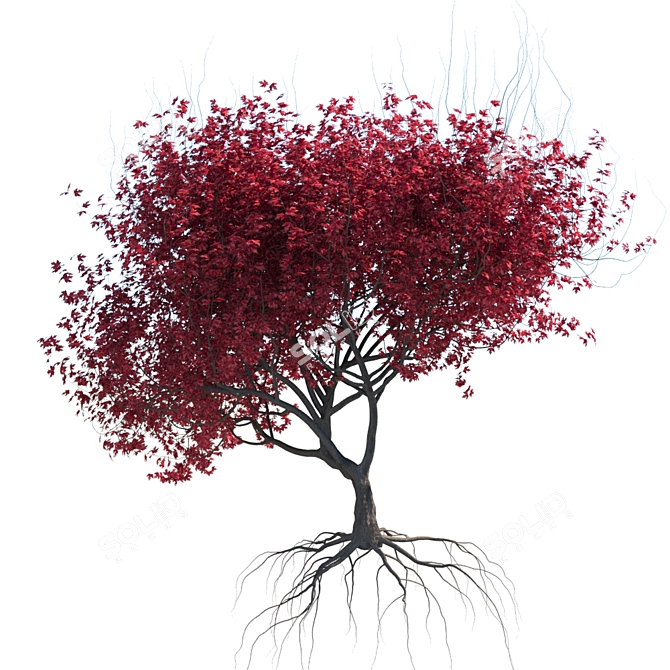 SpeedTree Maple Tree: High-Quality 3D Model 3D model image 1