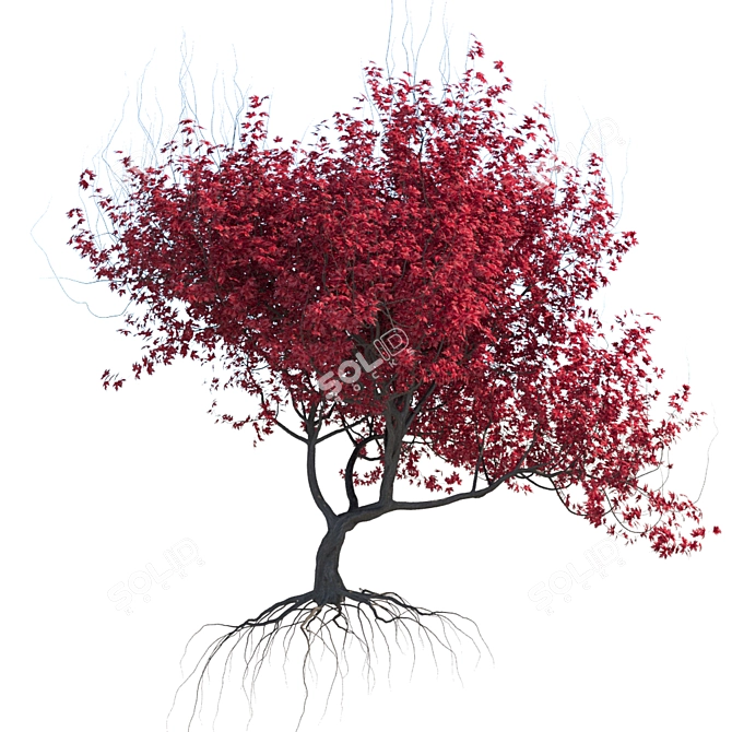 SpeedTree Maple Tree: High-Quality 3D Model 3D model image 2