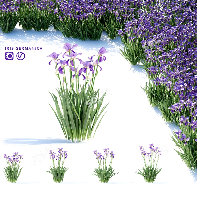 Vibrant Bearded Iris | Germanica Iris 3D model image 1