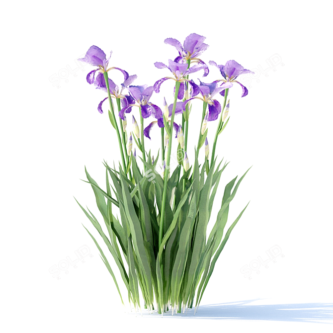Vibrant Bearded Iris | Germanica Iris 3D model image 5