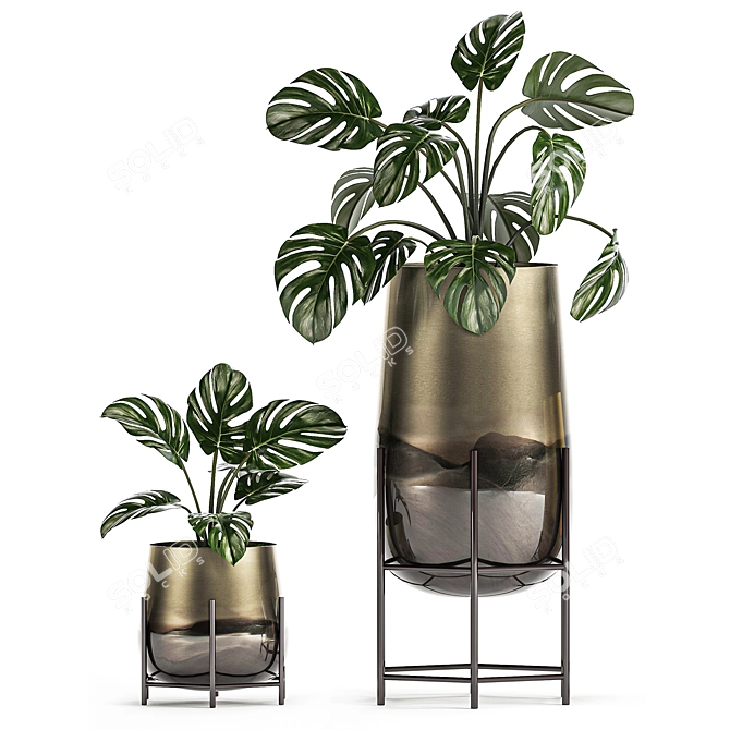 Tropical Plant Collection: Monstera, Kentia, Sansevieria 3D model image 4