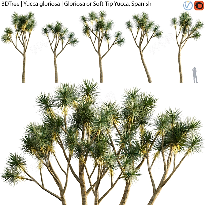 Yucca Gloriosa | Gloriosa or Soft-Tip Yucca, Spanish

Exquisite Yucca Gloriosa: 3D model image 2