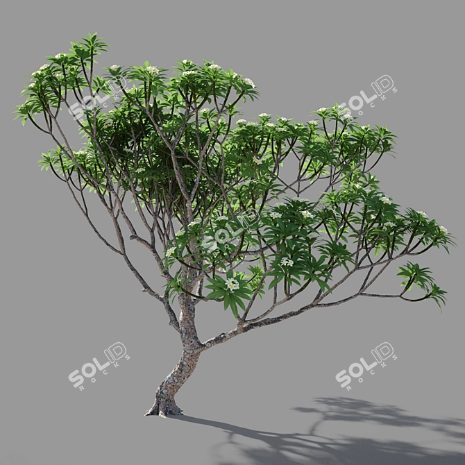 Elegant Plumeria 3-Piece Set 3D model image 4