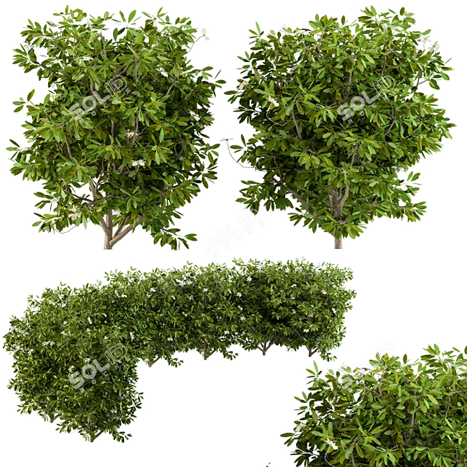 EasyGrow Bush Plants 3D model image 2