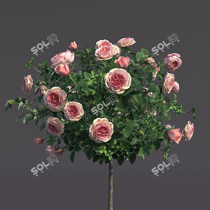 Stunning Potted Rose Bush 3D model image 4