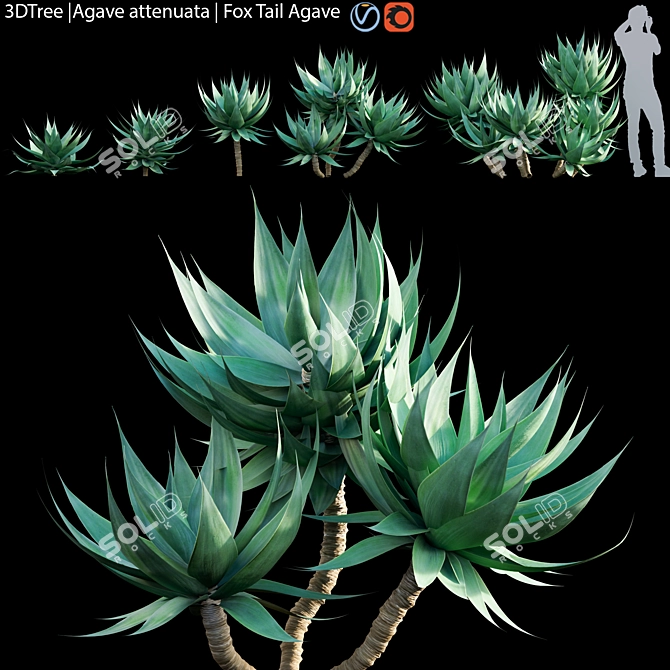 Agave Attenuata | Fox Tail Succulent 3D model image 1