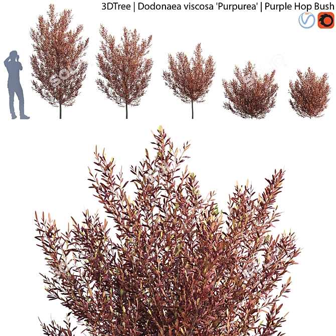Dodonaea Viscosa Bush | 3D Model 3D model image 1