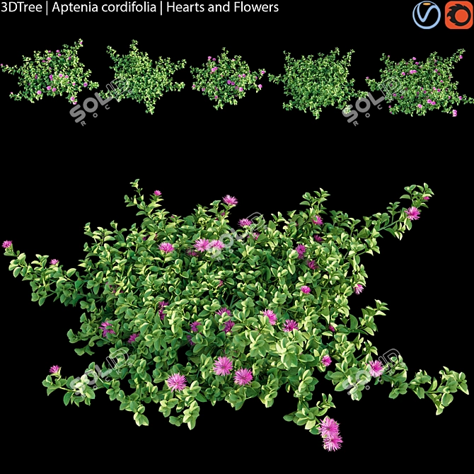 Heart's Flower | 3D Plant Model 3D model image 1