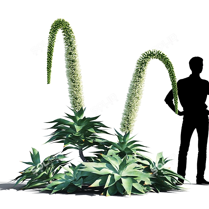 Agave Attenuata: Elegant Succulent for Polys 3D model image 2