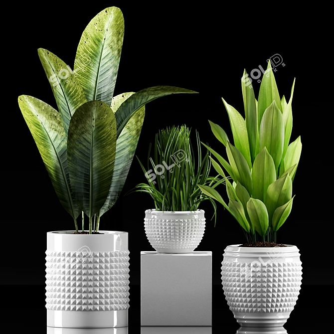 Exotic Plant Collection Set 3D model image 2