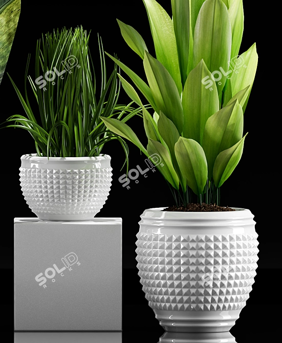 Exotic Plant Collection Set 3D model image 3