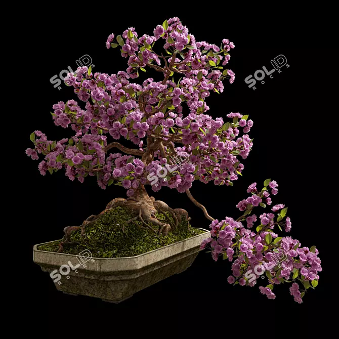 Miniature Sakura Bonsai 3D model image 1