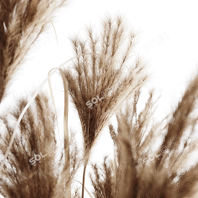 7 Stems Pampas Grass Bunch 3D model image 8