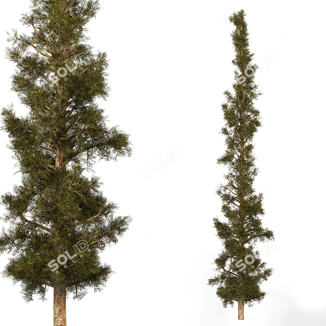 Pristine Pine Essential Oil 3D model image 1