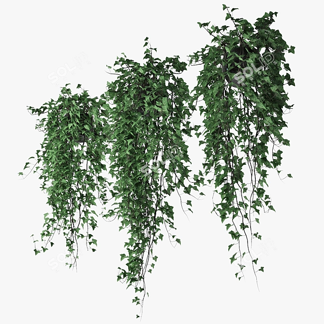 Lush Ivy Trio in Pot 3D model image 3