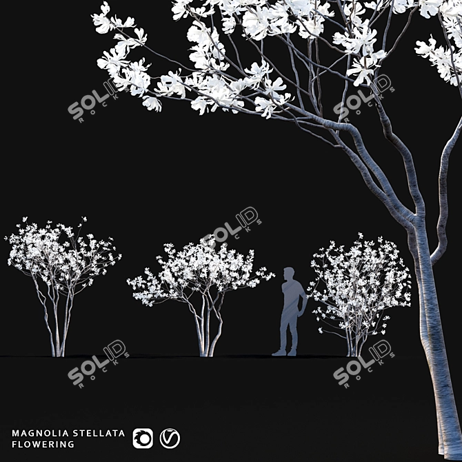 Star Magnolia | Flowering Magnolia Tree 3D model image 1