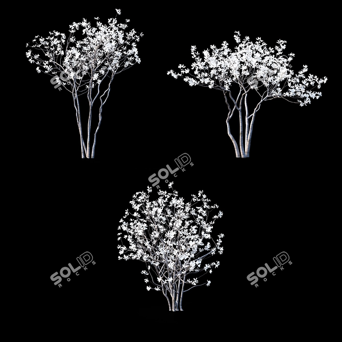 Star Magnolia | Flowering Magnolia Tree 3D model image 2