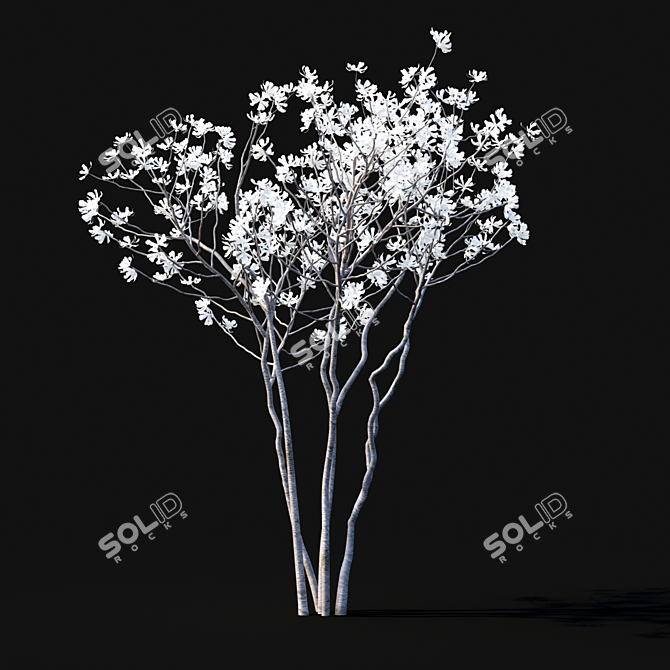 Star Magnolia | Flowering Magnolia Tree 3D model image 3
