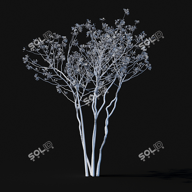 Star Magnolia | Flowering Magnolia Tree 3D model image 4