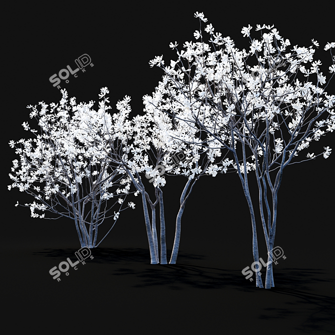 Star Magnolia | Flowering Magnolia Tree 3D model image 5