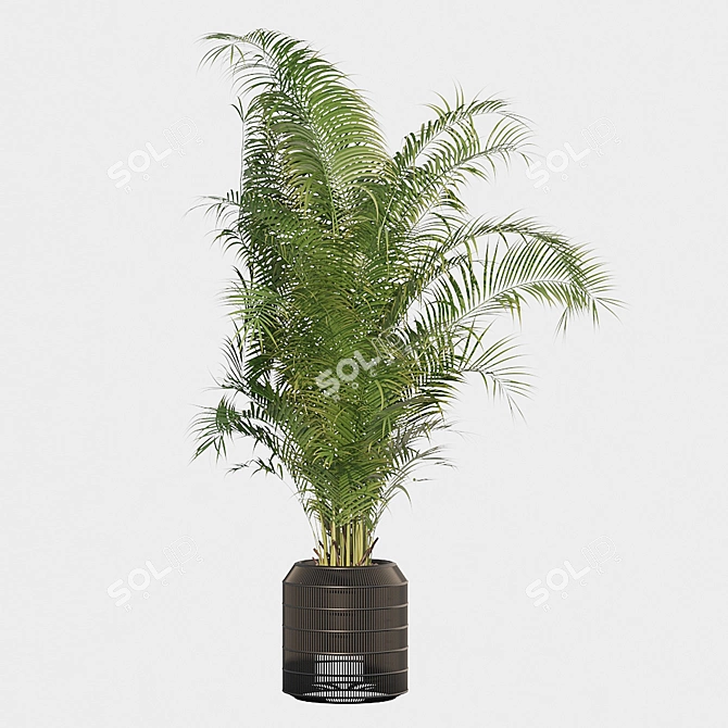 Tropical Bliss: Areca Palm Collection 3D model image 3