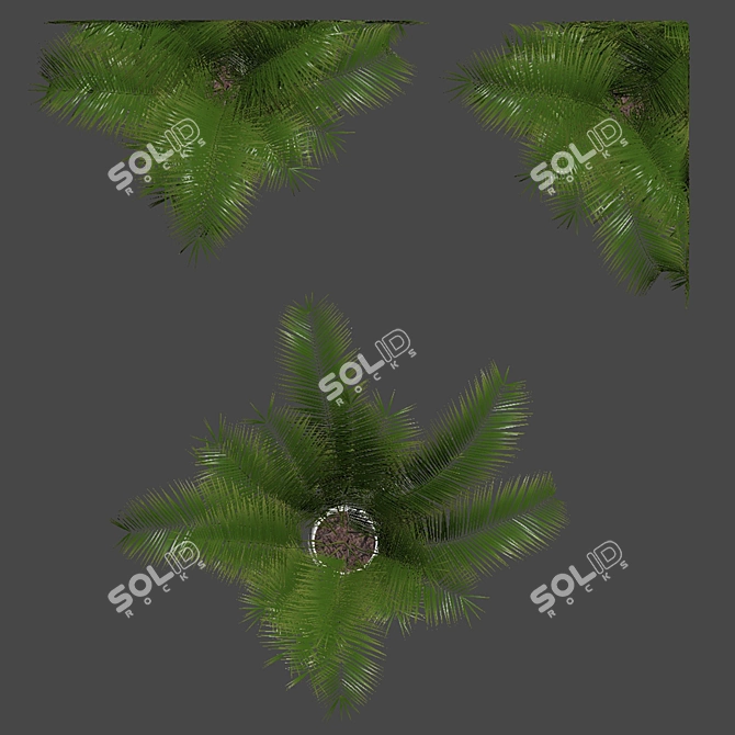 Tropical Bliss: Areca Palm Collection 3D model image 5