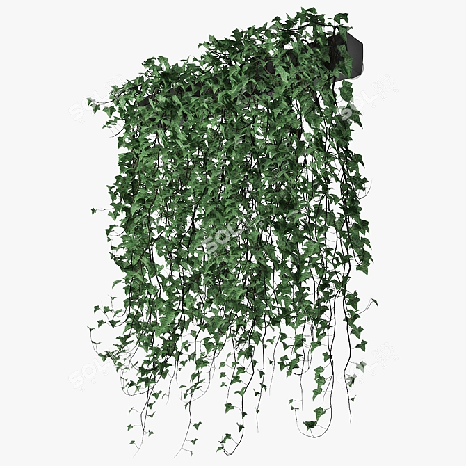 Lush Ivy in Pot 14 3D model image 3
