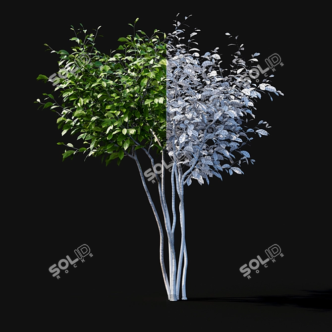 Star Magnolia Leaf 3D Model 3D model image 5