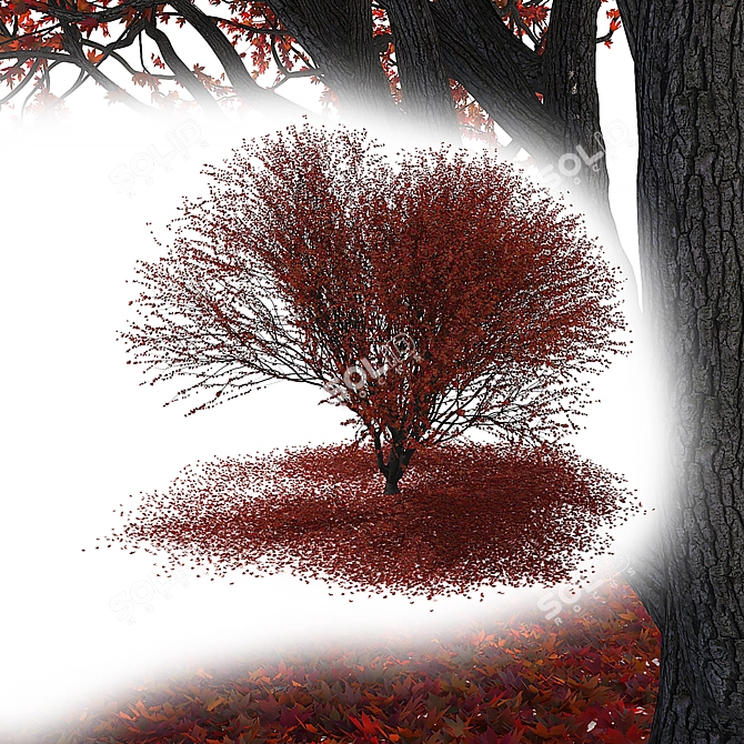 Autumn Maple Japanese Red Leaf 3D model image 1