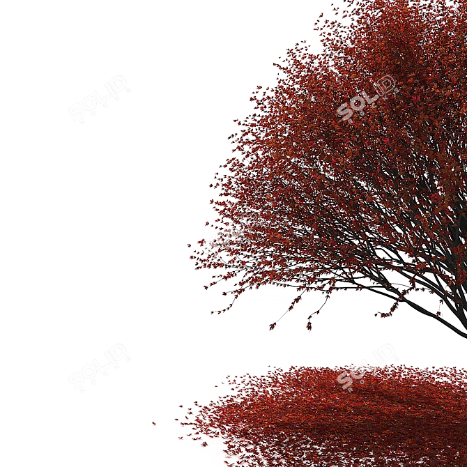 Autumn Maple Japanese Red Leaf 3D model image 2