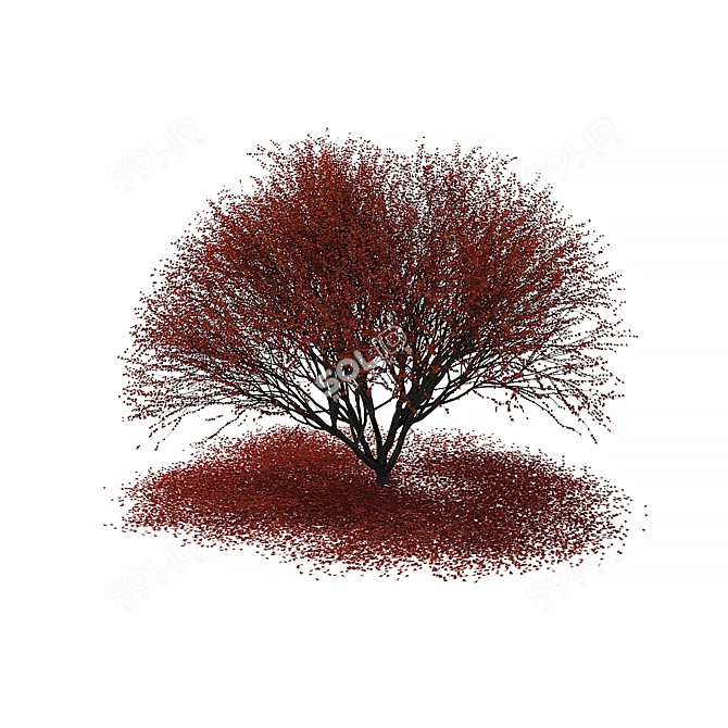 Autumn Maple Japanese Red Leaf 3D model image 3