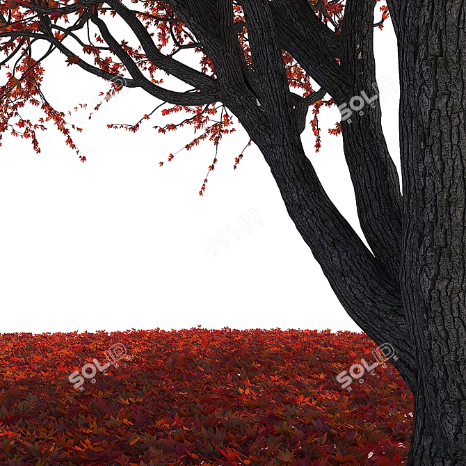 Autumn Maple Japanese Red Leaf 3D model image 4