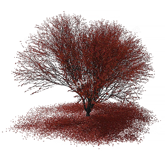 Autumn Maple Japanese Red Leaf 3D model image 8