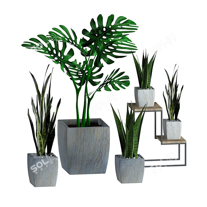 Indoor Plant Collection - Refresh Your Space 3D model image 1