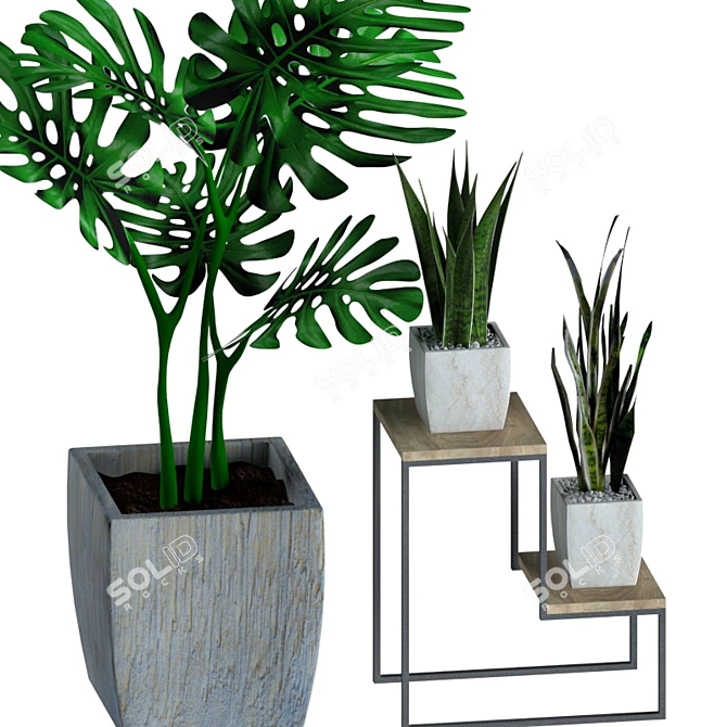 Indoor Plant Collection - Refresh Your Space 3D model image 2