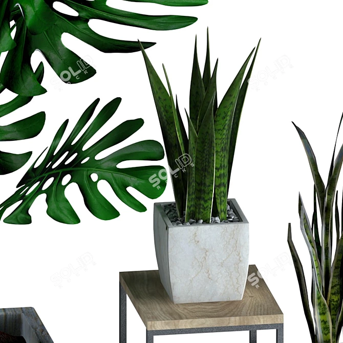 Indoor Plant Collection - Refresh Your Space 3D model image 3