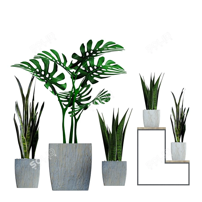 Indoor Plant Collection - Refresh Your Space 3D model image 4