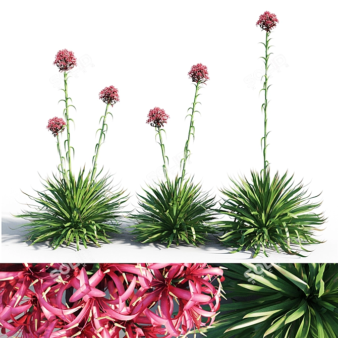 Coastal Beauty: Gymea Lily 3D model image 1