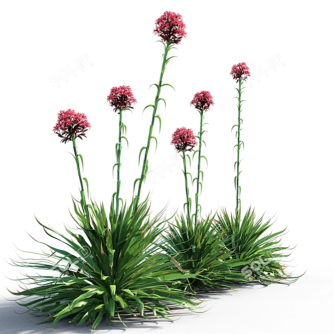 Coastal Beauty: Gymea Lily 3D model image 2