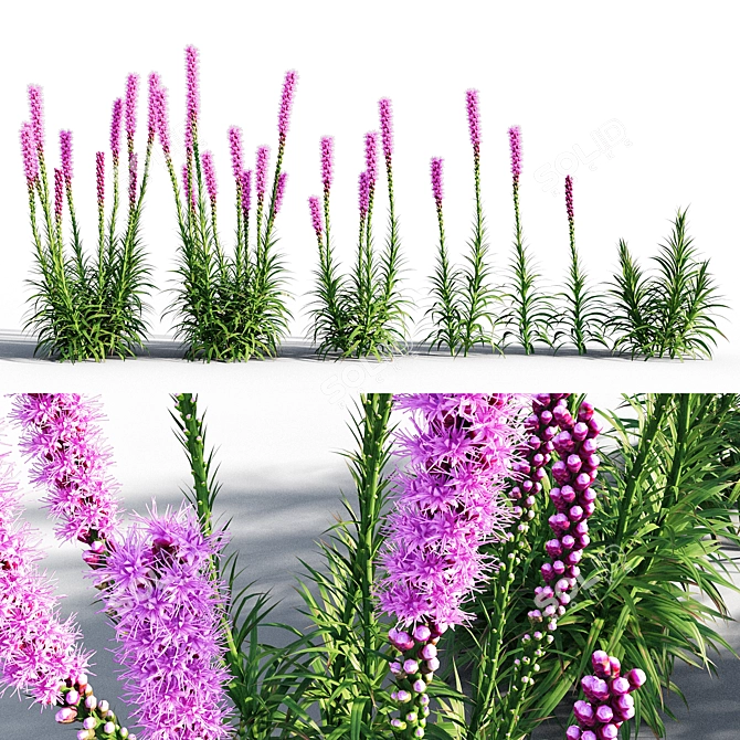 Colorful Liatris Spicata Variations 3D model image 1