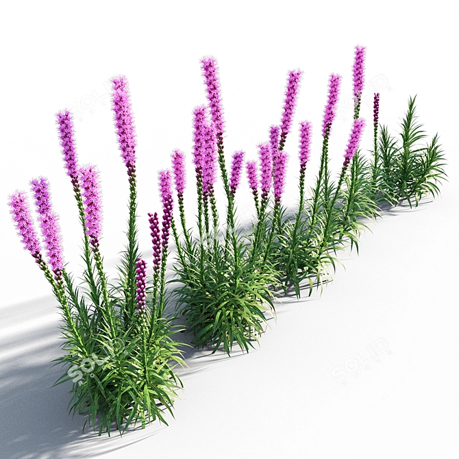 Colorful Liatris Spicata Variations 3D model image 2