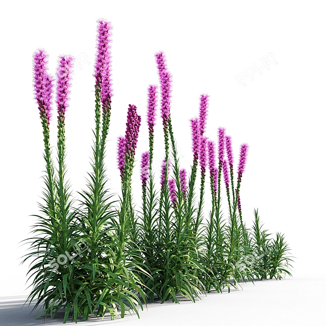 Colorful Liatris Spicata Variations 3D model image 3