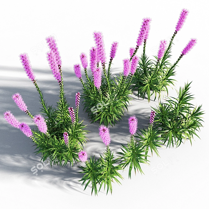 Colorful Liatris Spicata Variations 3D model image 4