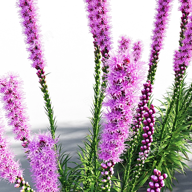 Colorful Liatris Spicata Variations 3D model image 5