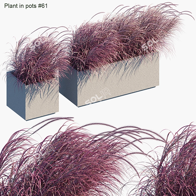 Breezy Outdoor Grass in Pots 3D model image 1