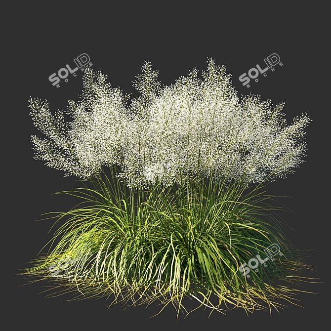 Ethereal White Muhly Grass 3D model image 2